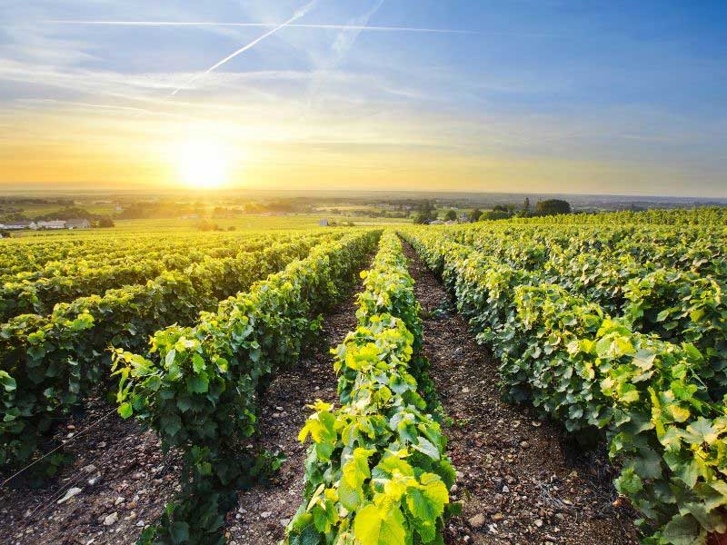 Lyon, Beaujolais & Burgundy 4