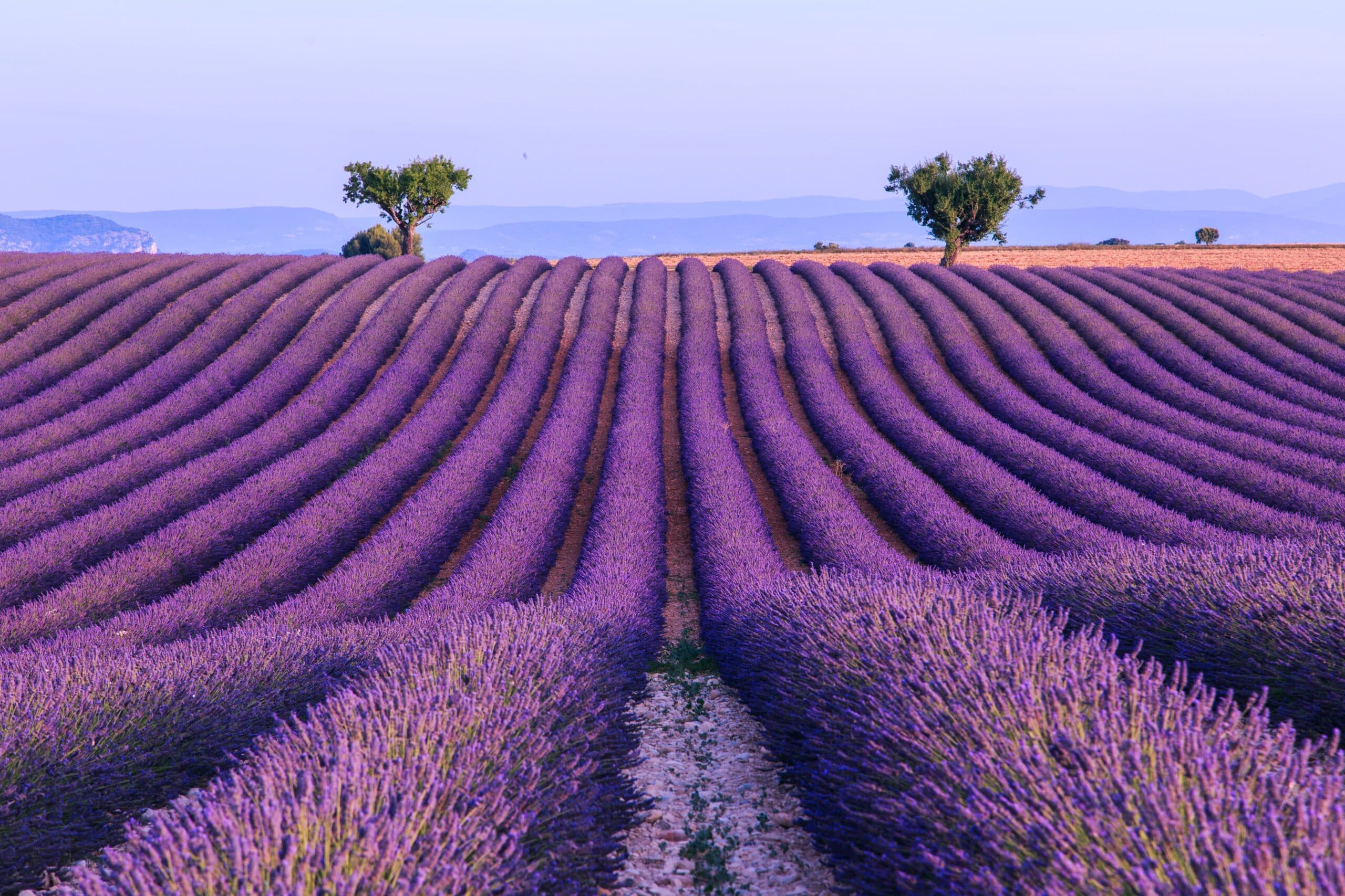 Provence 2